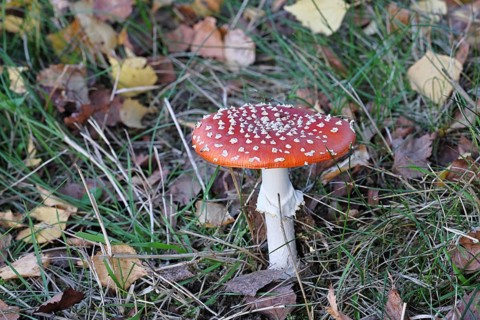 Red fly agaric (Amanita muscaria), fruiting body, in autumn leaves, close-up, Wilnsdorf, North