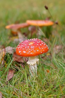 Red fly agaric (Amanita muscaria), fruiting body, in a meadow, close-up, Wilnsdorf, North