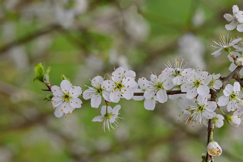 Blossom branch, blackthorn (Prunus spinosa), also known as blackthorn, close-up with bokeh in the