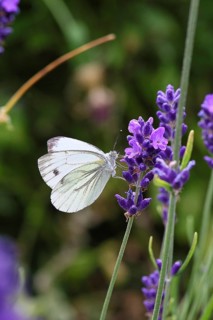 A Cabbage butterfly (Pieris brassicae) sucking nectar on the flower of true lavender (Lavandula