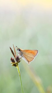 Large skipper (Ochlodes sylvanus, Augiades sylvanus), resting in the evening on a blade of grass in