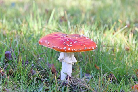 Red fly agaric (Amanita muscaria), fruiting body, in a meadow, close-up, Wilnsdorf, North