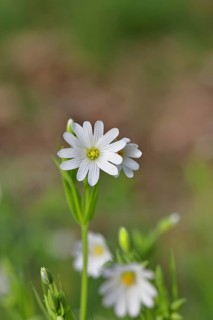 Greater stitchwort (Stella holostea), flowering in the forest, close-up, spring, Wilnsdorf, North