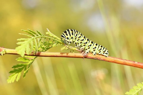 Swallowtail caterpillar (Papilio machaon), caterpillar sitting on Wild carrot (Daucus carota),