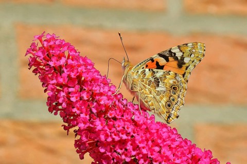 Thistle butterfly (Vanessa cardui) on a flower of the summer lily (Buddleja davidii), wings closed,