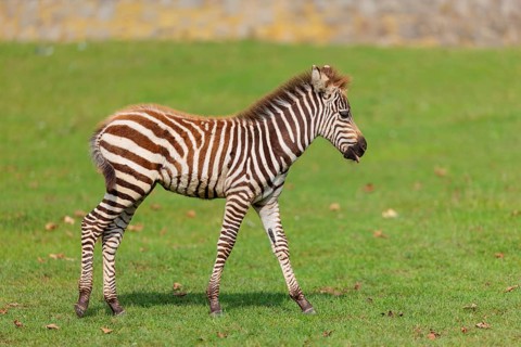 A Grant's zebra foal (Equus quagga boehmi) runs across a green meadow on a sunny day. East Africa