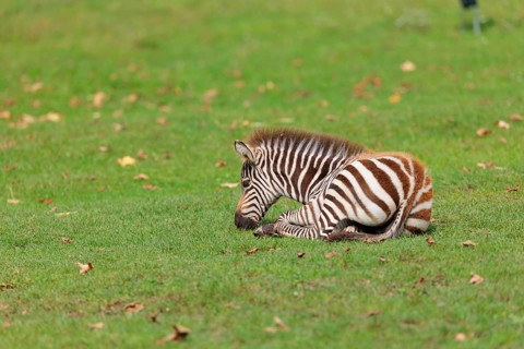 A Grant's zebra foal (Equus quagga boehmi) rests on a green meadow on a sunny day. East Africa