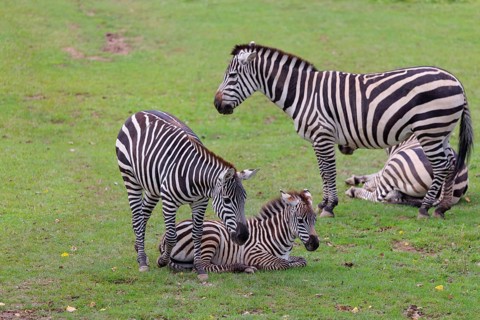 Two Grant's zebra foals (Equus quagga boehmi) and two adult zebras rest on a green meadow on a