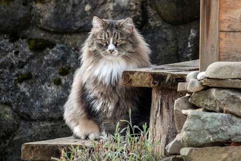 Norwegian forest cat, Bavaria, Germany