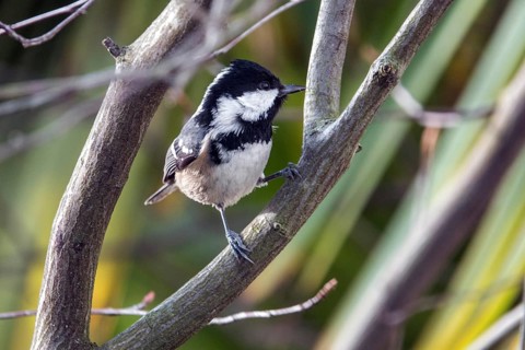 Fir tit (Periparus ater), sitting on a branch, Bavaria Germany