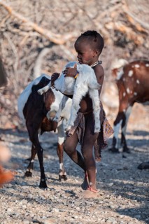 Himba child carrying goat for milking, goat herd, traditional Himba village, Kaokoveld, Kunene,