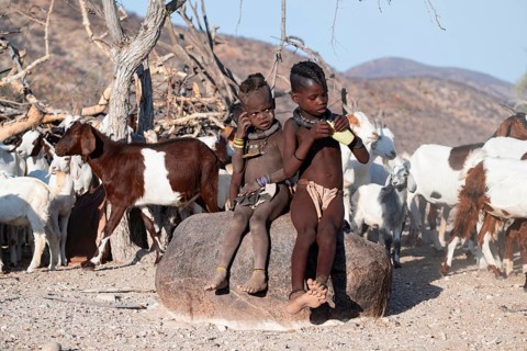 Himba children in front of the goat herd, traditional Himba village, Kaokoveld, Kunene, Namibia
