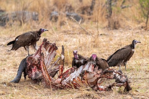 Black-capped vulture (Necrsoyrtes monachus) on a carcass, carrion of a dead buffalo, Xakanaxa,