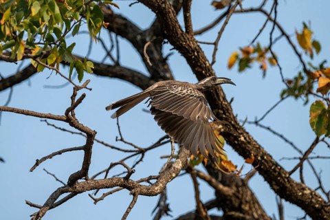 Grey Hornbill (Lophoceros nasutus, synonym: Tockus nasutus), also known as White-crested Hornbill,