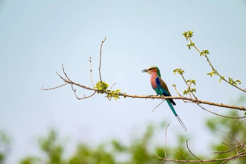 Forked Roller (Coracias caudatus), Xakanaxa, Okavango Delta, Moremi Game Reserve, Botswana