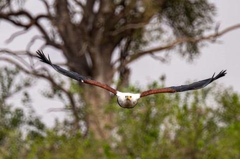 African Fish Eagle (Haliaeetus vocifer) in flight, Xakanaxa, Okavango Delta, Moremi Game Reserve,