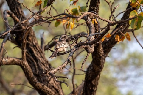Grey Hornbill (Lophoceros nasutus, synonym: Tockus nasutus), also known as White-crested Hornbill,