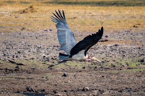 Marabou (Leptoptilos crumenifer), Xakanaxa, Okavango Delta, Moremi Game Reserve, Botswana