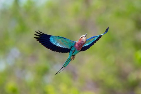 Forked Roller (Coracias caudatus) in flight, Xakanaxa, Okavango Delta, Moremi Game Reserve,