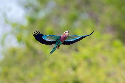 Fork-tailed Roller (Coracias caudatus) in flight, Xakanaxa, Okavango Delta, Moremi Game Reserve,