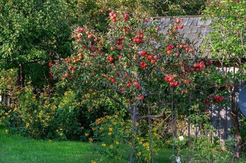 Apple tree (Malus), full of ripe fruit, Ahrenshoop, Darß, Mecklenburg-Vorpommern, Germany