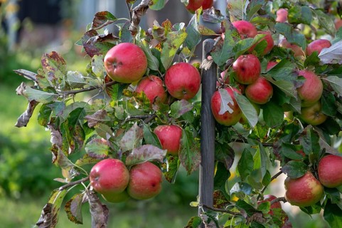 Ripe, red apples on a tree (Malus), Ahrenshoop, Darß, Mecklenburg-Vorpommern, Germany