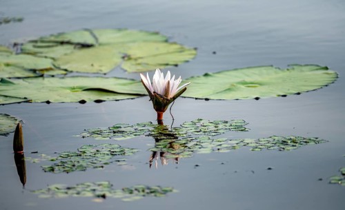 Flowering water lily (Nymphaea) in the water, Xakanaxa Lagoon, Okavango Delta, Moremi Game Reserve,
