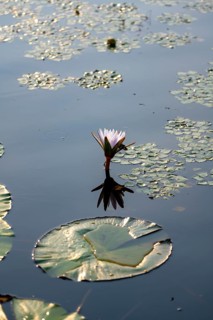 Flowering water lily (Nymphaea) in the water, Xakanaxa Lagoon, Okavango Delta, Moremi Game Reserve,
