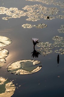 Flowering water lily (Nymphaea) in the water in the evening light, Xakanaxa Lagoon, Okavango Delta,