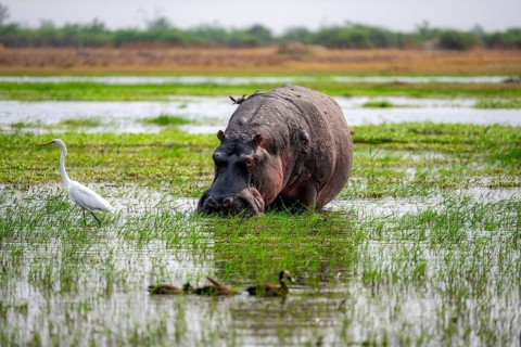 Hippopotamus (Hippopatamus amphibius), grazing in the shallow water of a lake, Okavango Delta,