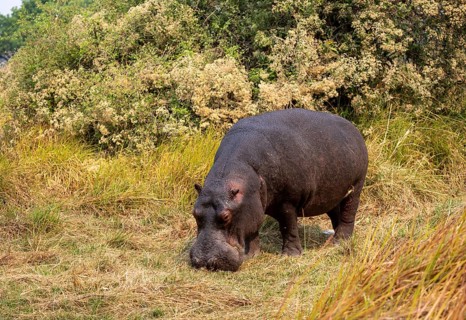 Hippopotamus (Hippopatamus amphibius), grazing in a meadow, Okavango Delta, Moremi Game Reserve,