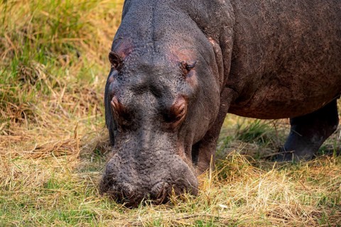 Hippopotamus (Hippopatamus amphibius), grazing in a meadow, animal portrait, Okavango Delta, Moremi
