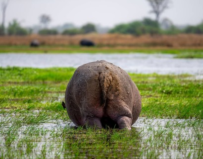 Hippopotamus (Hippopatamus amphibius), grazing in the shallow water of a lake, from behind,