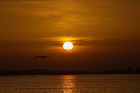 Tranquil scene with sunset and bird flying over the sea in orange light, Steinhude, Steinhuder Meer