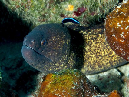 Moray eel, sooty moray eel (Gymnothorax flavimarginatus) hides in the reef and is cared for by a