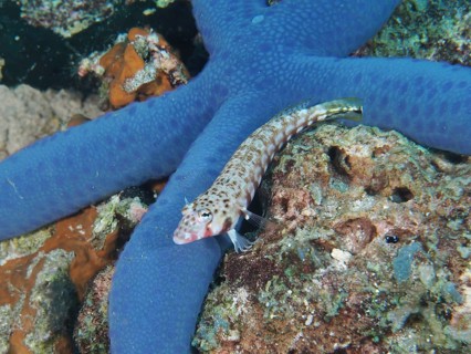 A small sand perch, blackspotted sand perch (Parapercis millepunctata), rests next to a large blue