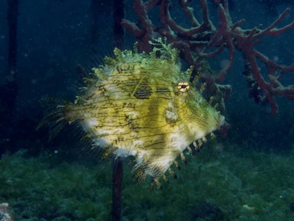 An interestingly camouflaged filefish, jewellery filefish (Chaetodermis penicilligerus), swims in