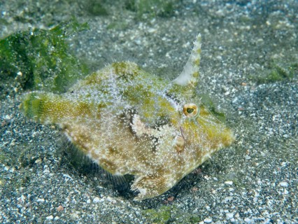 A filefish, seagrass filefish (Acreichthys tomentosus) swims over a gravelly bottom. Dive site