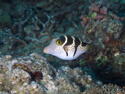 Fish with a distinctive pattern, saddle point pufferfish (Canthigaster valentini), swimming over
