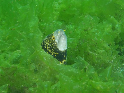 A curious moray eel, star-spotted moray (Echidna nebulosa), peers out from between the dense green