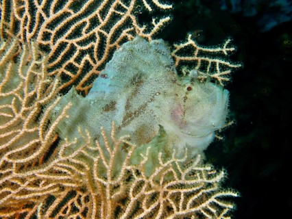 A fish, rocking fish (Taenianotus triacanthus), is well camouflaged on a soft coral. Dive site