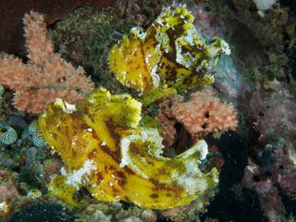 Two yellow camouflaged fishes, rocking fish (Taenianotus triacanthus), in a coral reef. Dive site