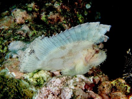 A flat, transparent-looking fish, rocking fish (Taenianotus triacanthus), on a coral reef. Dive