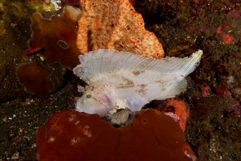 A white fish, rocking fish (Taenianotus triacanthus), rests between colourful corals on the seabed.
