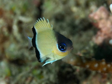 Small damselfish, blackband damselfish (Pycnochromis retrofasciatus) swimming in the coral reef.
