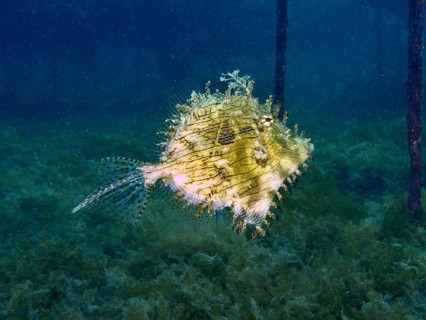 A single filefish, jewellery filefish (Chaetodermis penicilligerus), swims in clear water
