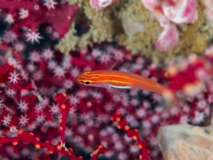 A bright red fish, black-bellied goby (Eviota atriventris), swims in colourful corals. Dive site