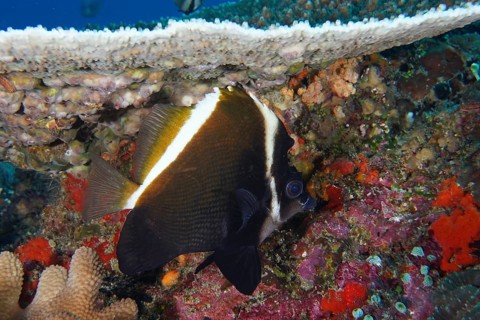 A black and white fish, Horned bannerfish (Heniochus varius), swims in a lively underwater area.