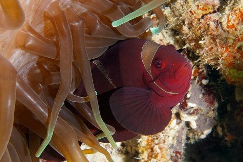 Red fish, velvet anemonefish, spiny anemonefish (Amphiprion biaculeatus), hiding between the