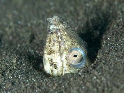 A snake eel, sand snake eel (Ophichthus altipennis) hiding in the sand. Dive site House Reef,